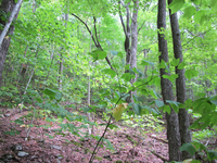 GRSM Accuracy Assessment. Plot Code: GRSM_AA_0783_3