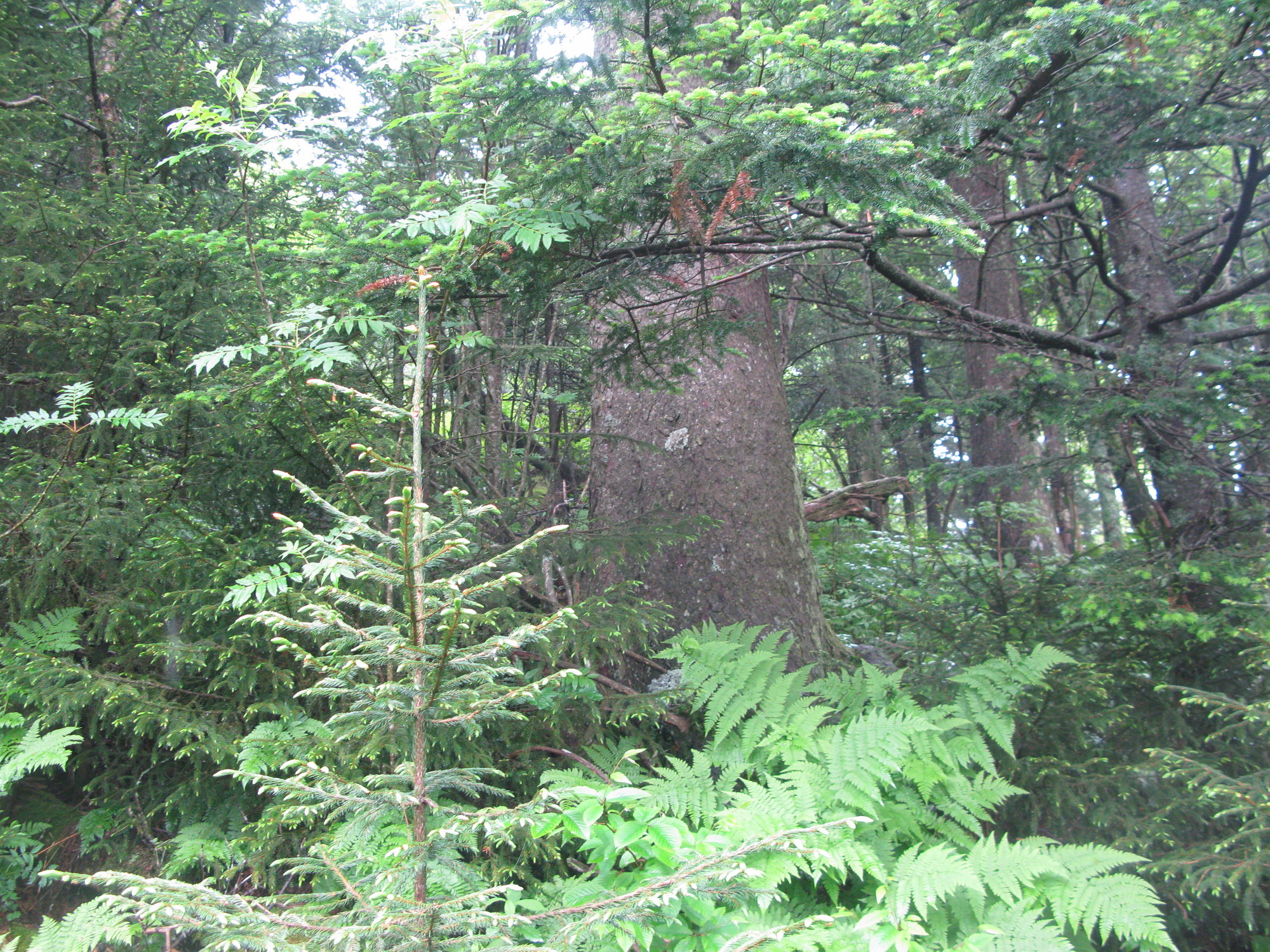 GRSM Accuracy Assessment. Plot Code: GRSM_AA_0425_3