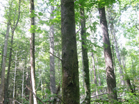 GRSM Accuracy Assessment. Plot Code: GRSM_AA_0652_2