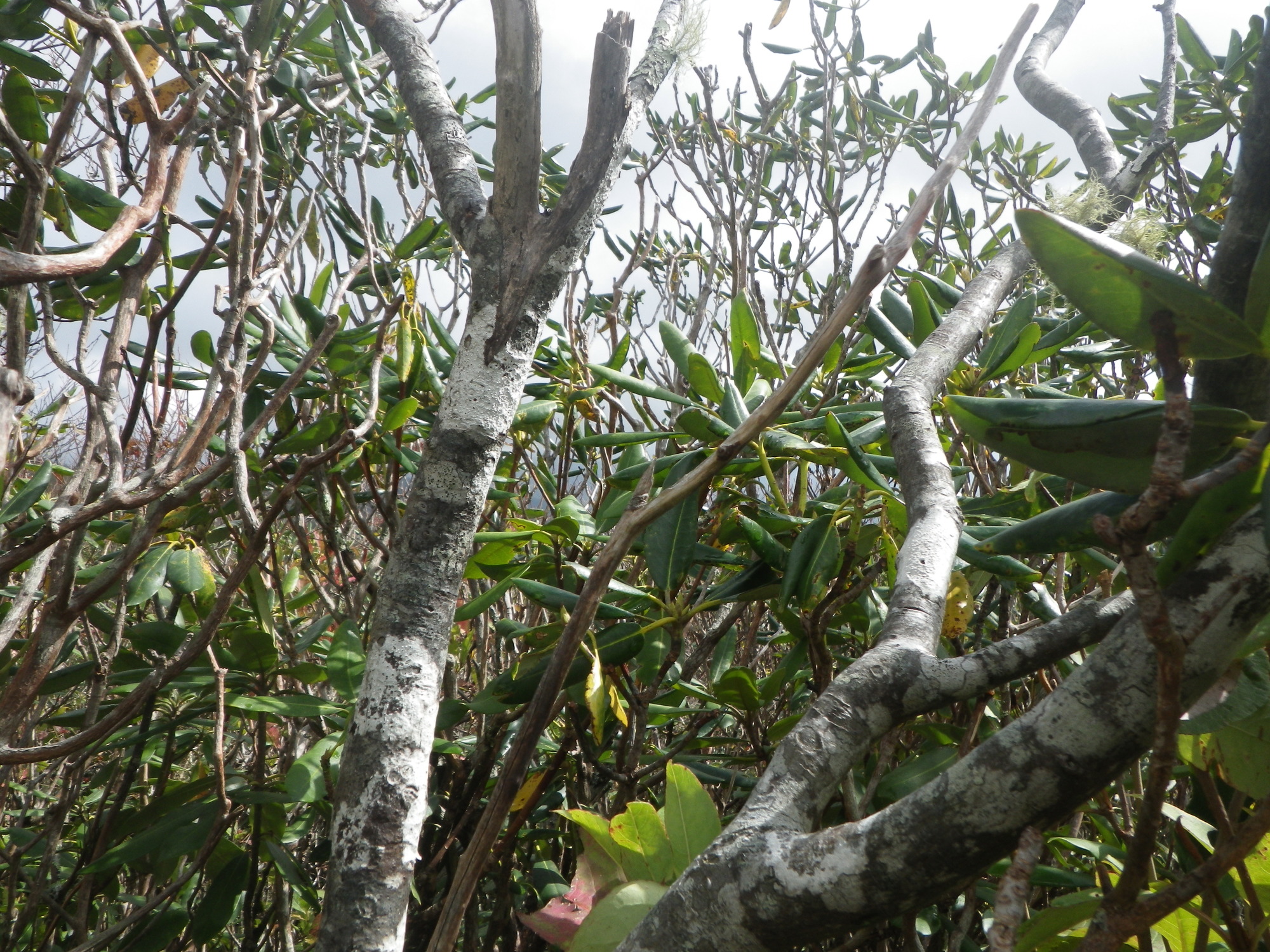 GRSM Accuracy Assessment. Plot Code: GRSM_AA_0109_3