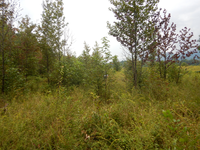 GRSM Accuracy Assessment. Plot Code: GRSM_AA_0709_6