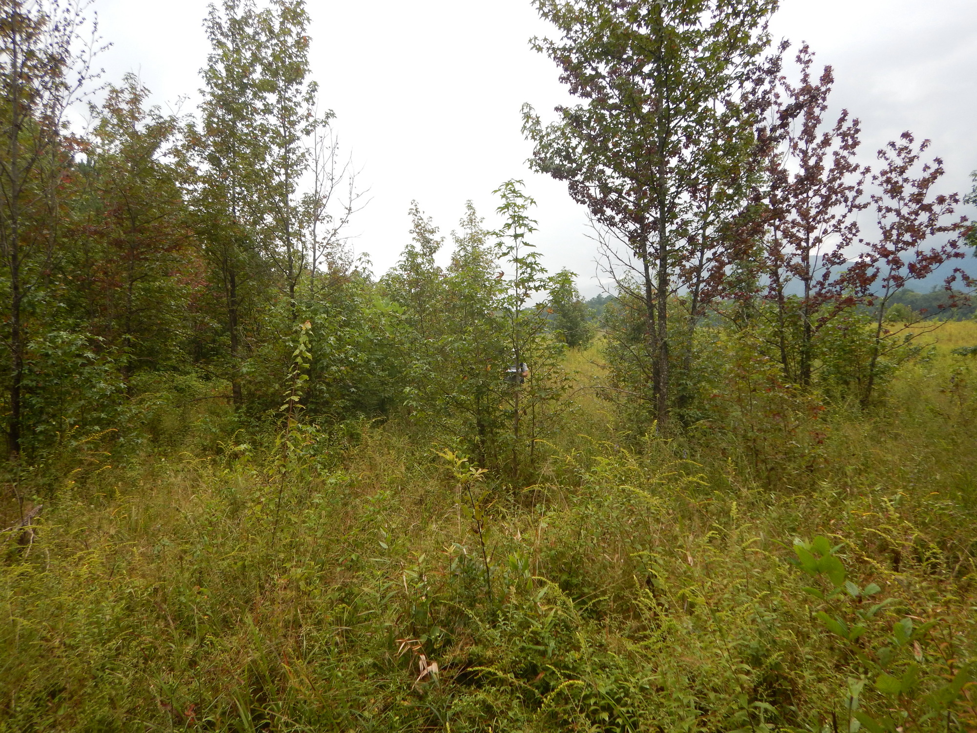 GRSM Accuracy Assessment. Plot Code: GRSM_AA_0709_6