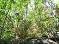 GRSM Accuracy Assessment. Plot Code: GRSM_AA_0136_6