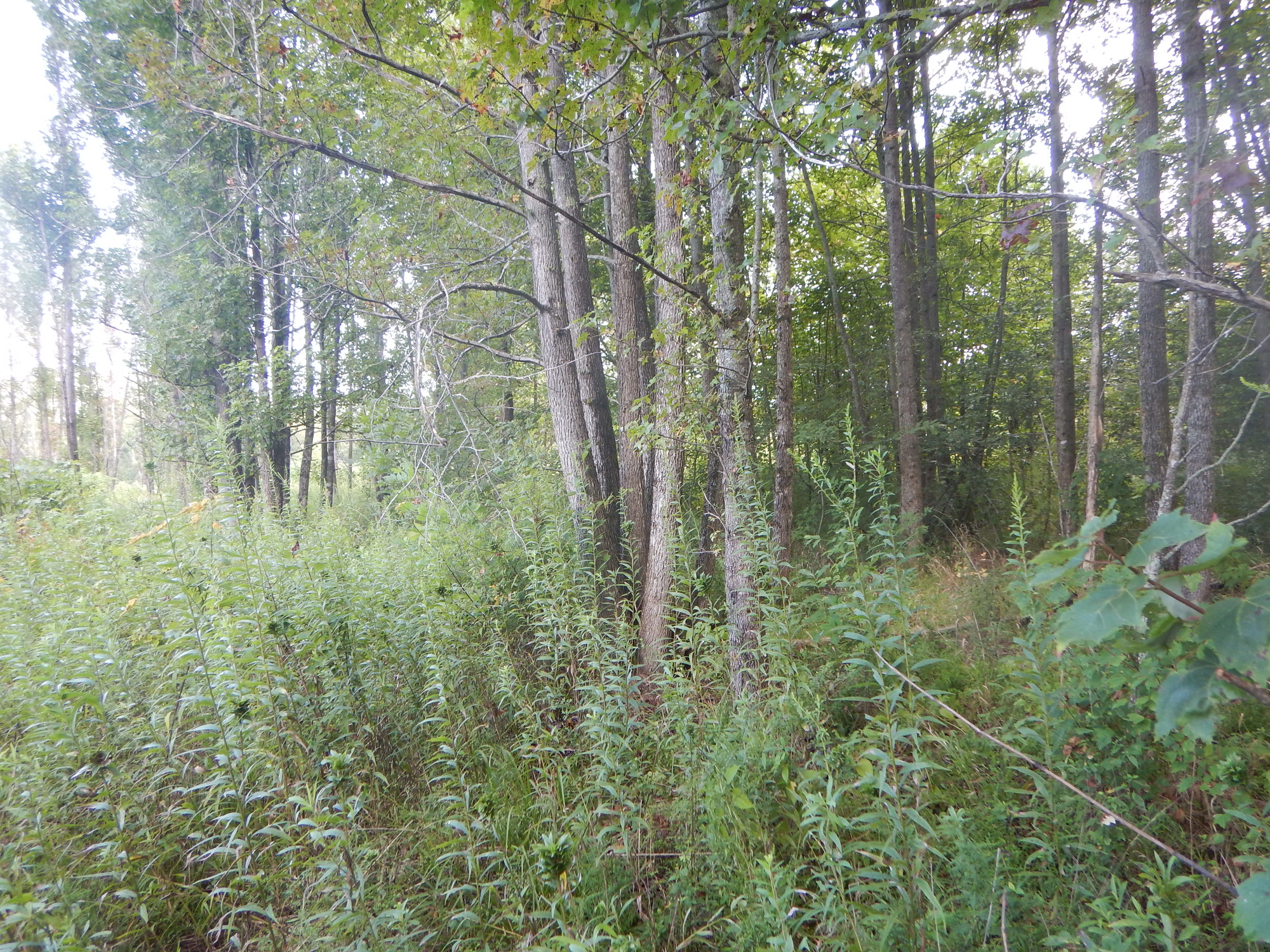 GRSM Accuracy Assessment. Plot Code: GRSM_AA_0708_2