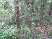 GRSM Accuracy Assessment. Plot Code: GRSM_AA_0281_2