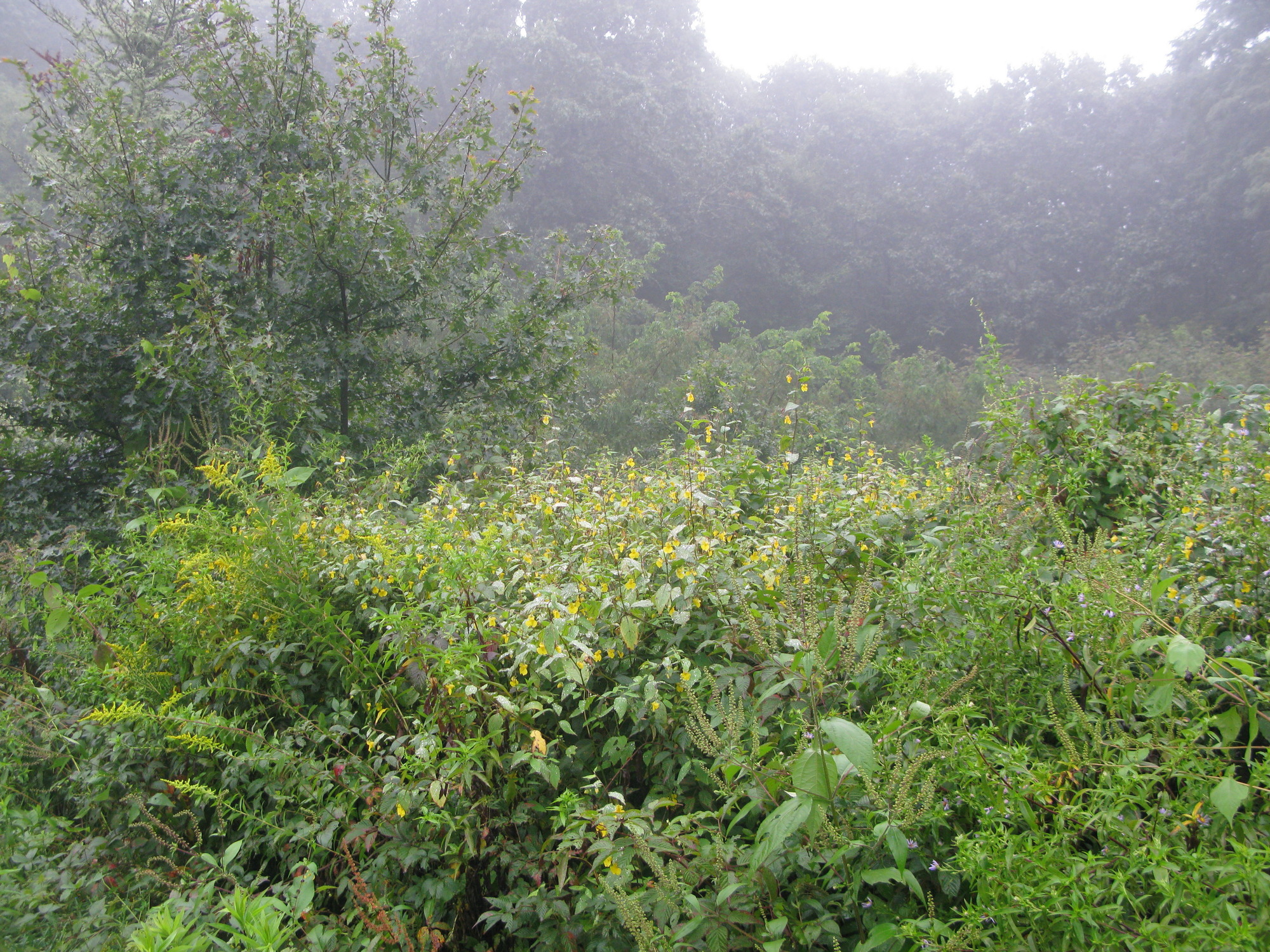 GRSM Accuracy Assessment. Plot Code: GRSM_AA_0104_4