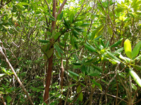 Plot Code: GRSM_AA_0404_3