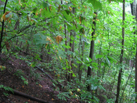 GRSM Accuracy Assessment. Plot Code: GRSM_AA_0517_5