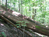 GRSM Accuracy Assessment. Plot Code: GRSM_AA_0047_3