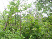 GRSM Accuracy Assessment. Plot Code: GRSM_AA_0593_6