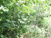 GRSM Accuracy Assessment. Plot Code: GRSM_AA_0711_2