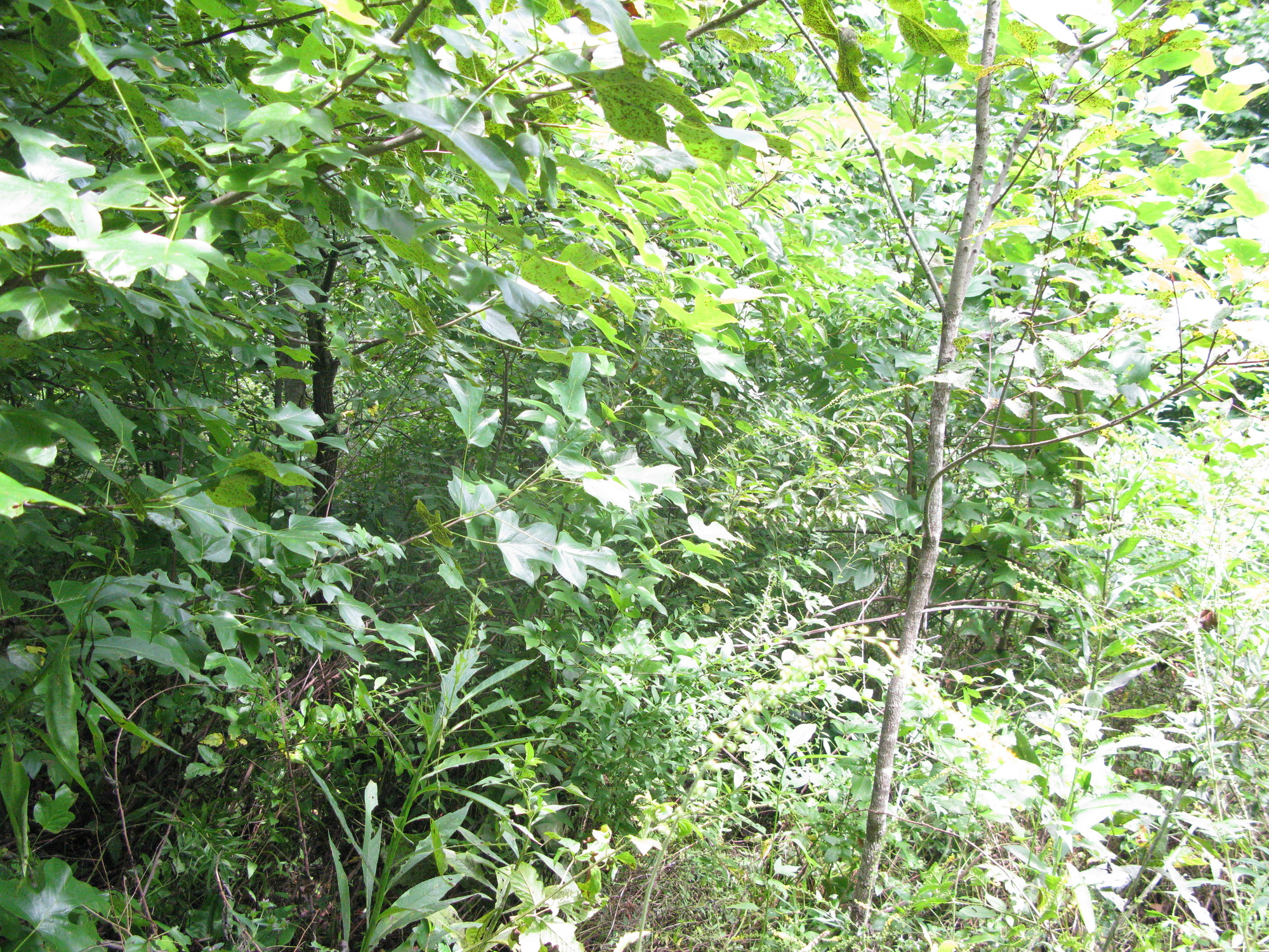 GRSM Accuracy Assessment. Plot Code: GRSM_AA_0711_2