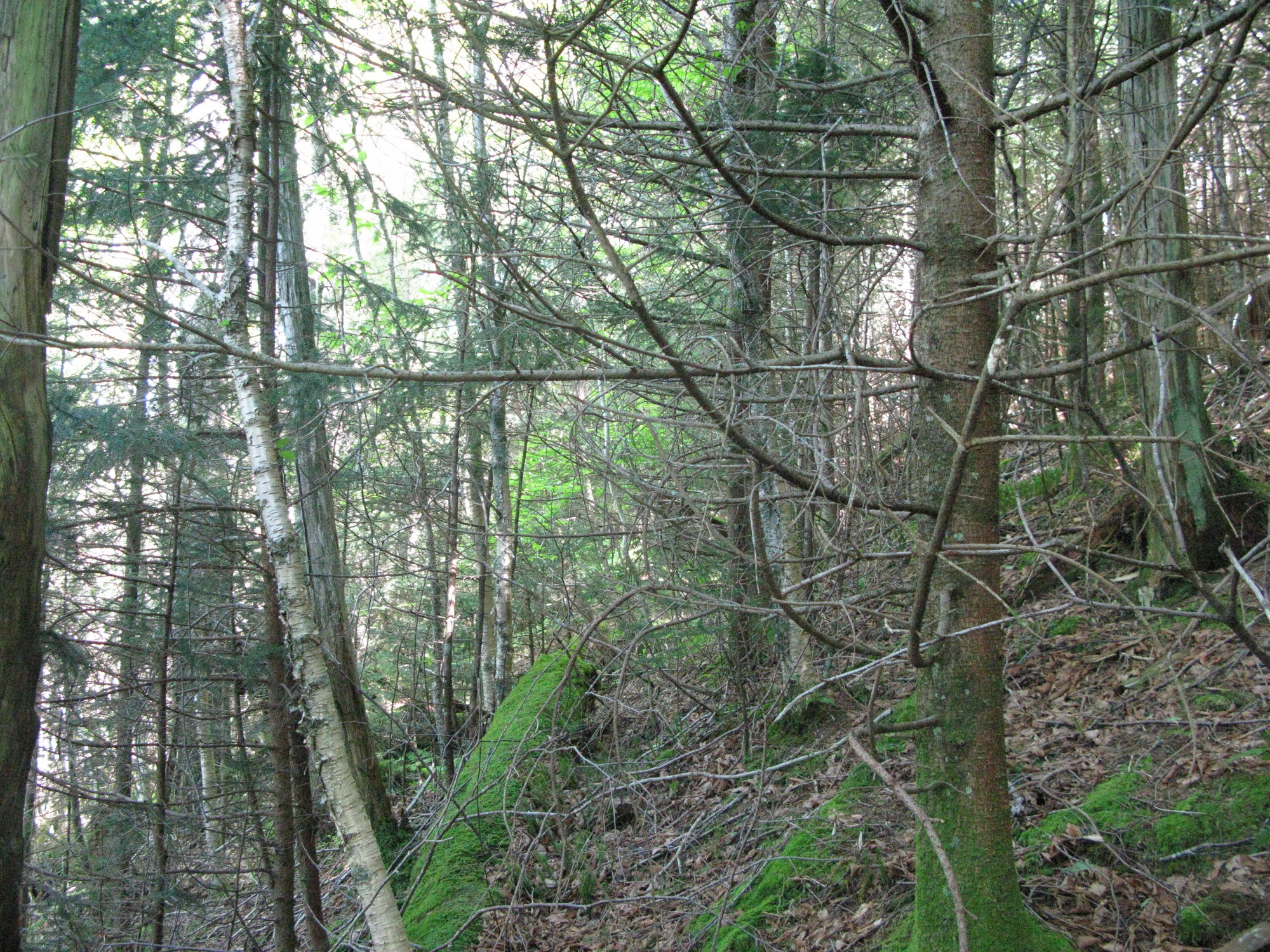 GRSM Accuracy Assessment. Plot Code: GRSM_AA_0493_6