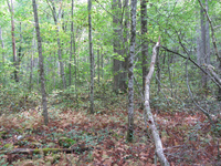 GRSM Accuracy Assessment. Plot Code: GRSM_AA_0286_3