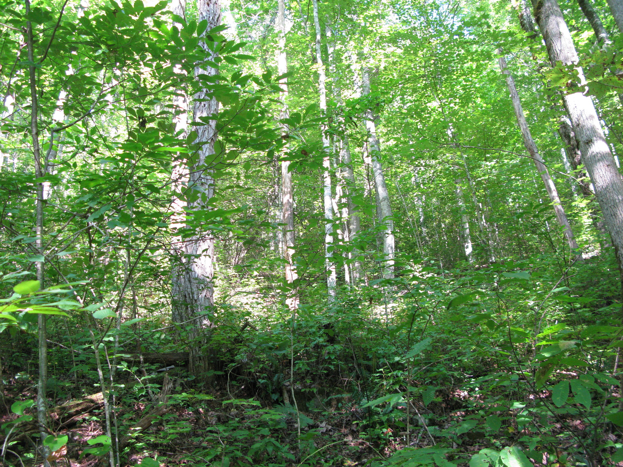 GRSM Accuracy Assessment. Plot Code: GRSM_AA_0159_3