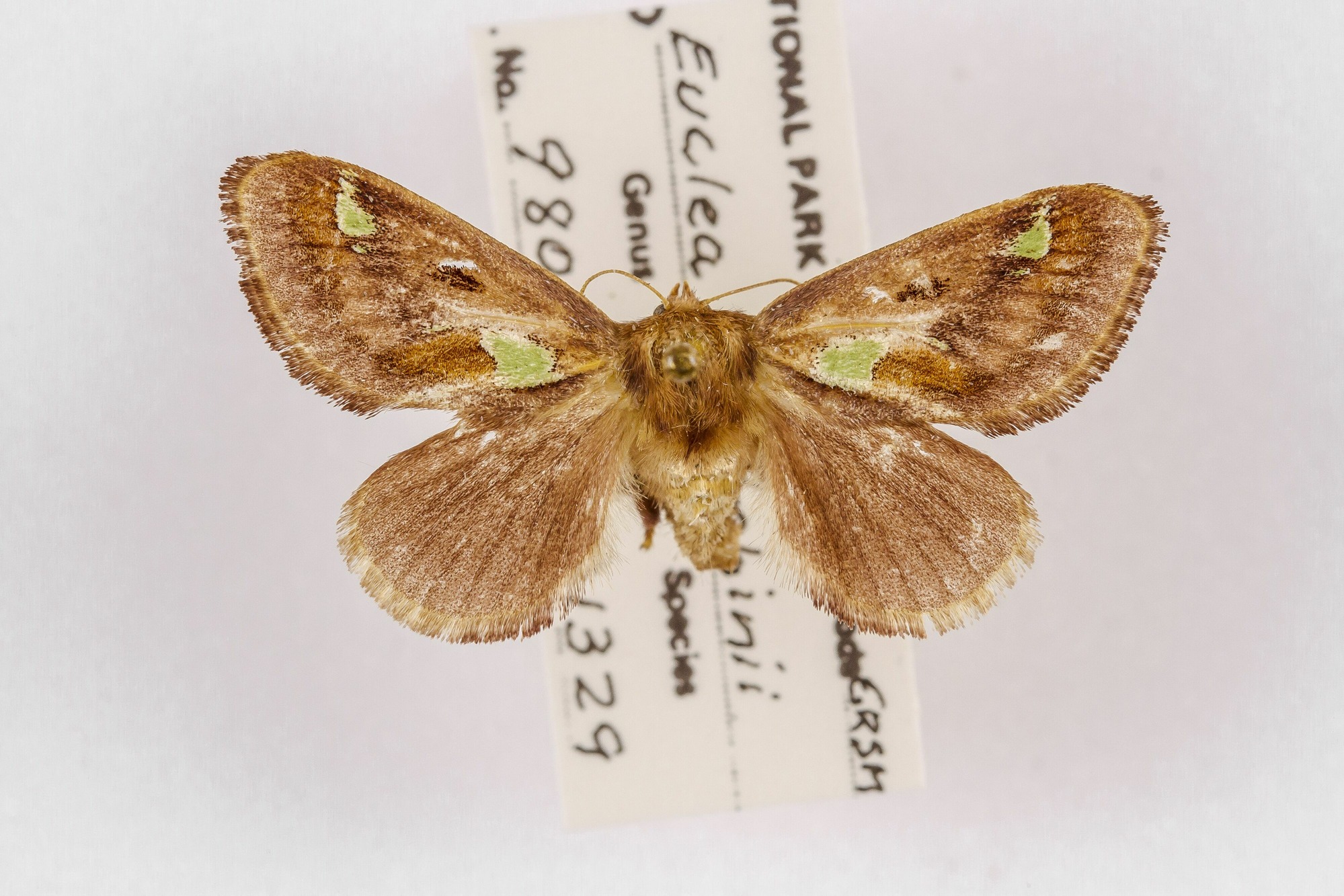 Image of Euclea delphinii, a species of Animalia