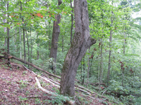 GRSM Accuracy Assessment. Plot Code: GRSM_AA_0232_3