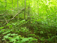 GRSM Accuracy Assessment. Plot Code: GRSM_AA_0618_4