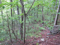 GRSM Accuracy Assessment. Plot Code: GRSM_AA_0519_6