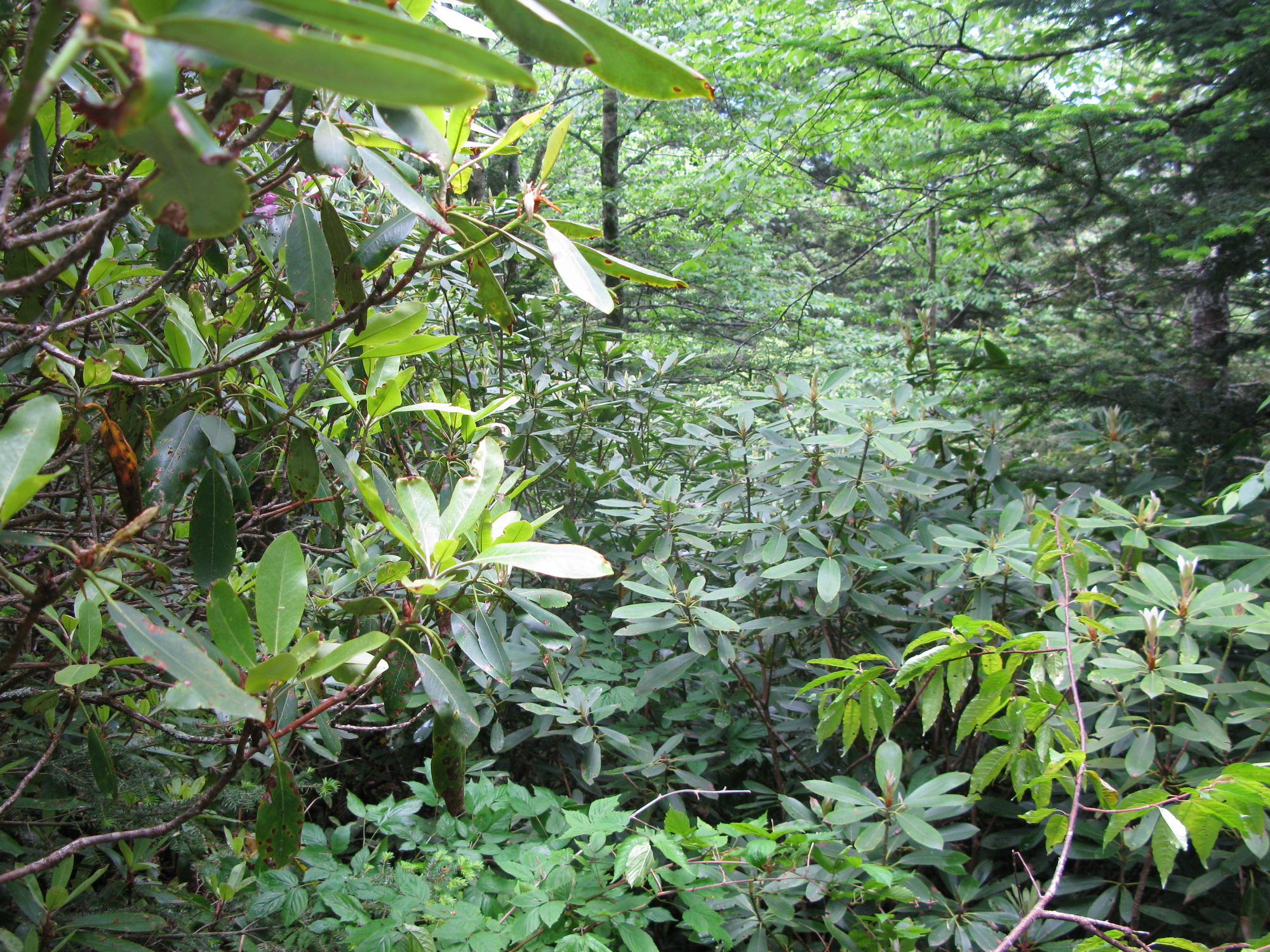 GRSM Accuracy Assessment. Plot Code: GRSM_AA_0546_4