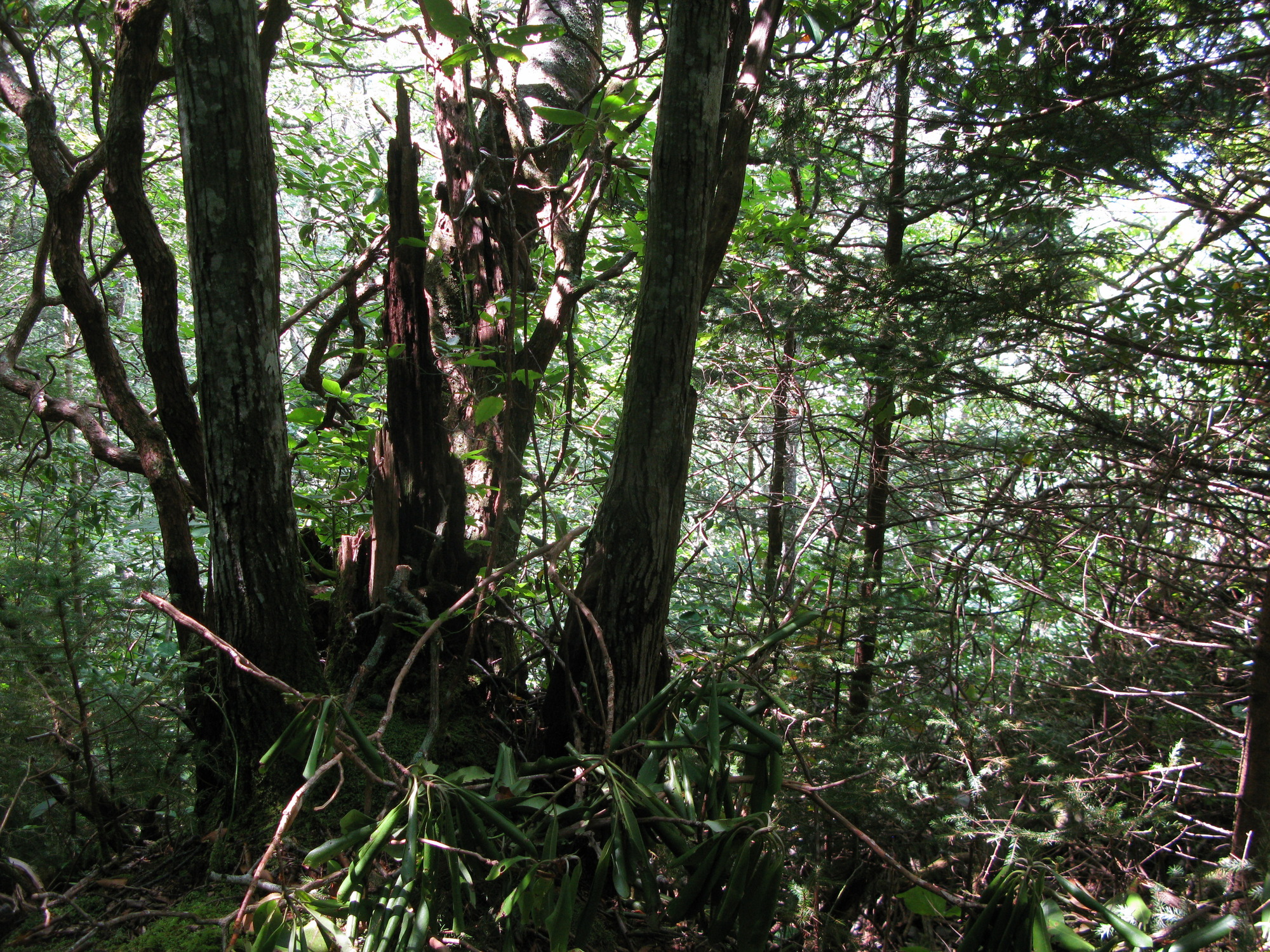 GRSM Accuracy Assessment. Plot Code: GRSM_AA_0957_5