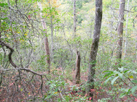 GRSM Accuracy Assessment. Plot Code: GRSM_AA_0189_6