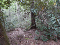 GRSM Accuracy Assessment. Plot Code: GRSM_AA_0499_3