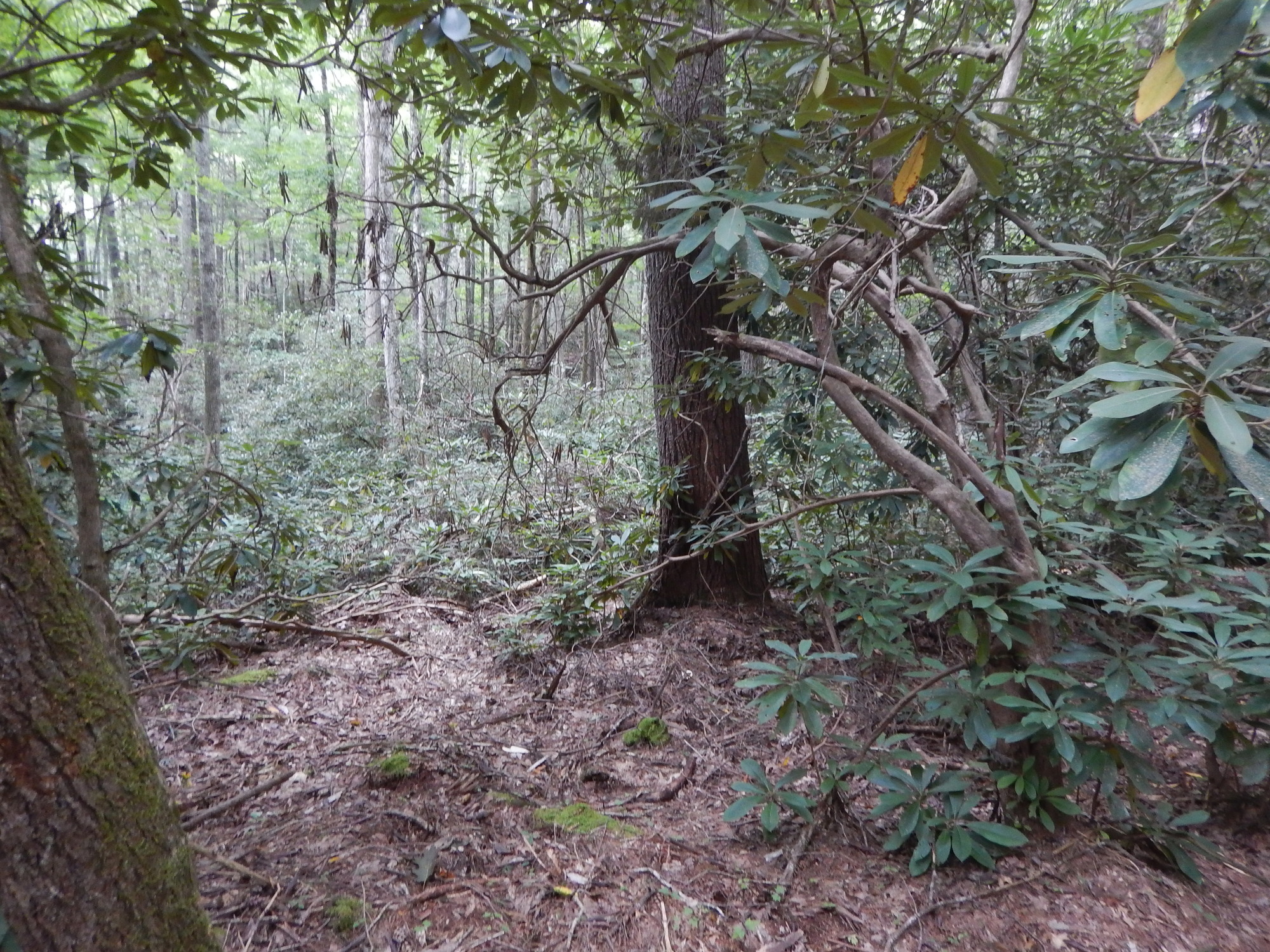 GRSM Accuracy Assessment. Plot Code: GRSM_AA_0499_3