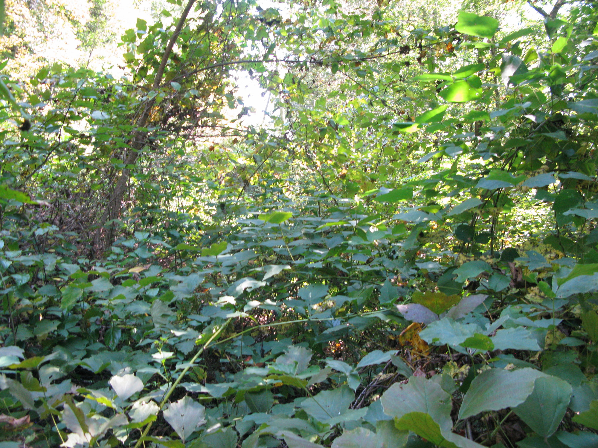 GRSM Accuracy Assessment. Plot Code: GRSM_AA_0060_6