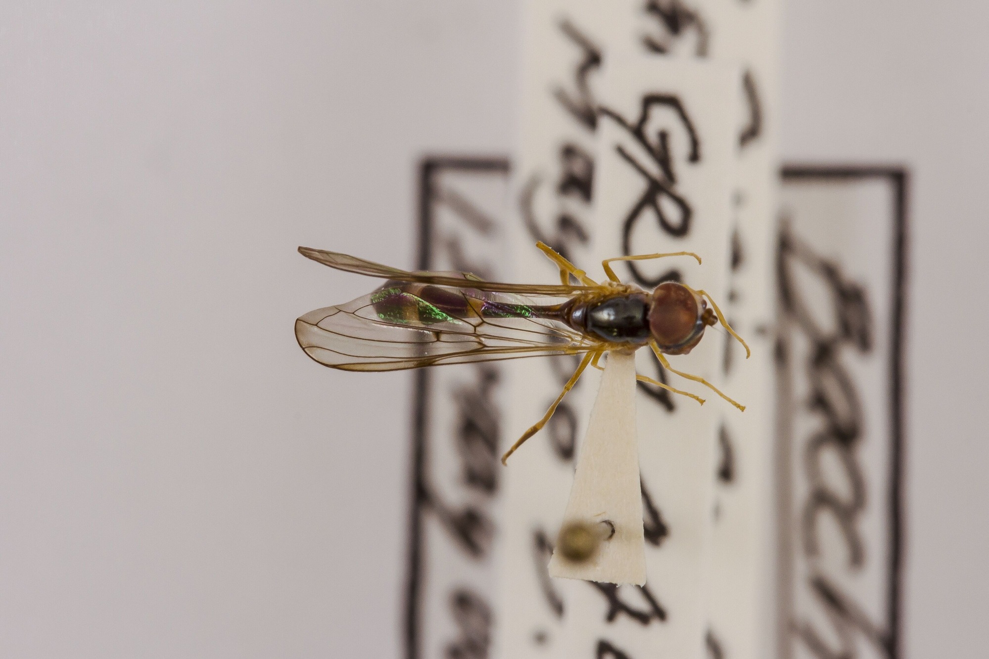 Image of Baccha elongata, a species of Animalia