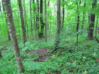 GRSM Accuracy Assessment. Plot Code: GRSM_AA_0817_2