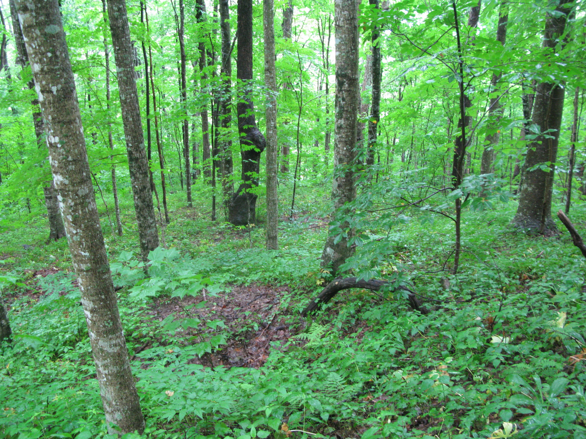 GRSM Accuracy Assessment. Plot Code: GRSM_AA_0817_2