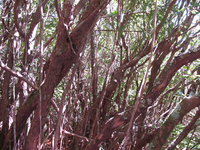 GRSM Accuracy Assessment. Plot Code: GRSM_AA_0312_3