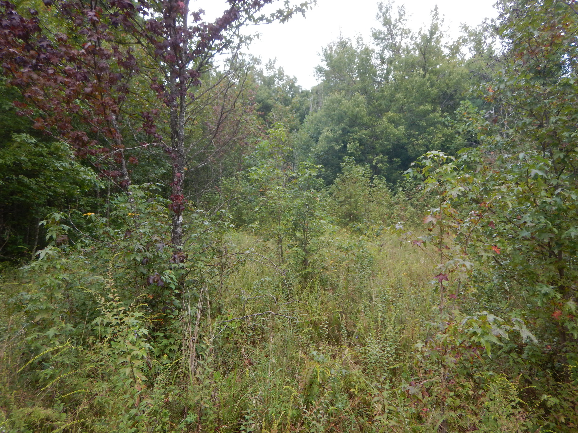 GRSM Accuracy Assessment. Plot Code: GRSM_AA_0709_8