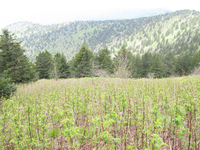 GRSM Accuracy Assessment. Plot Code: GRSM_AA_0777_5