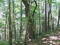 GRSM Accuracy Assessment. Plot Code: GRSM_AA_0868_6