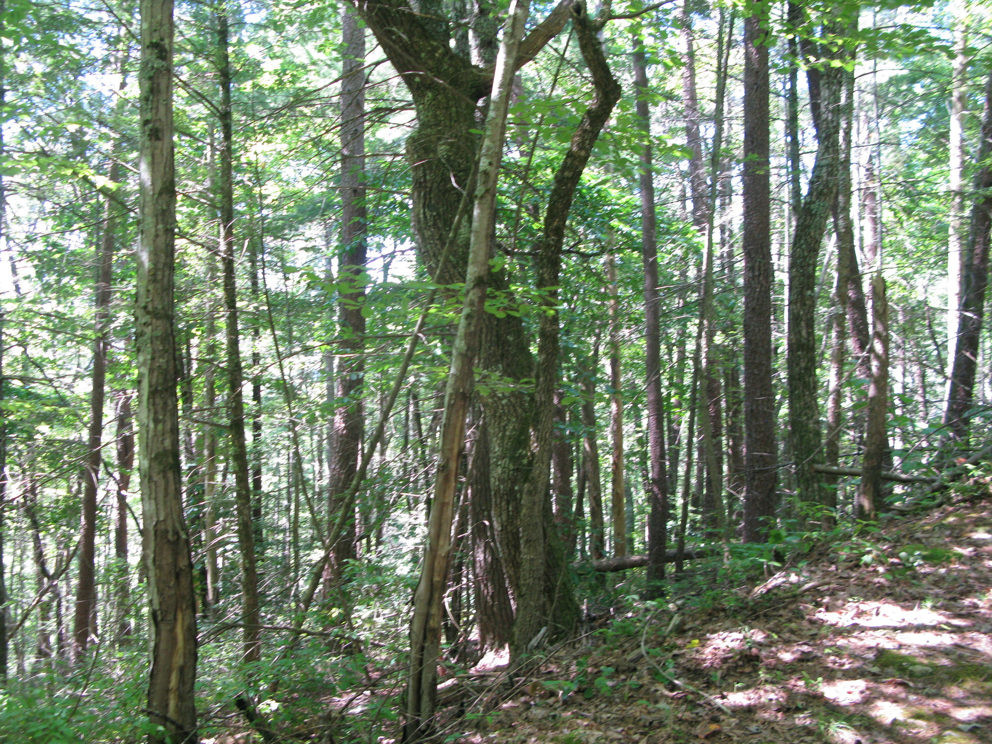 GRSM Accuracy Assessment. Plot Code: GRSM_AA_0868_6