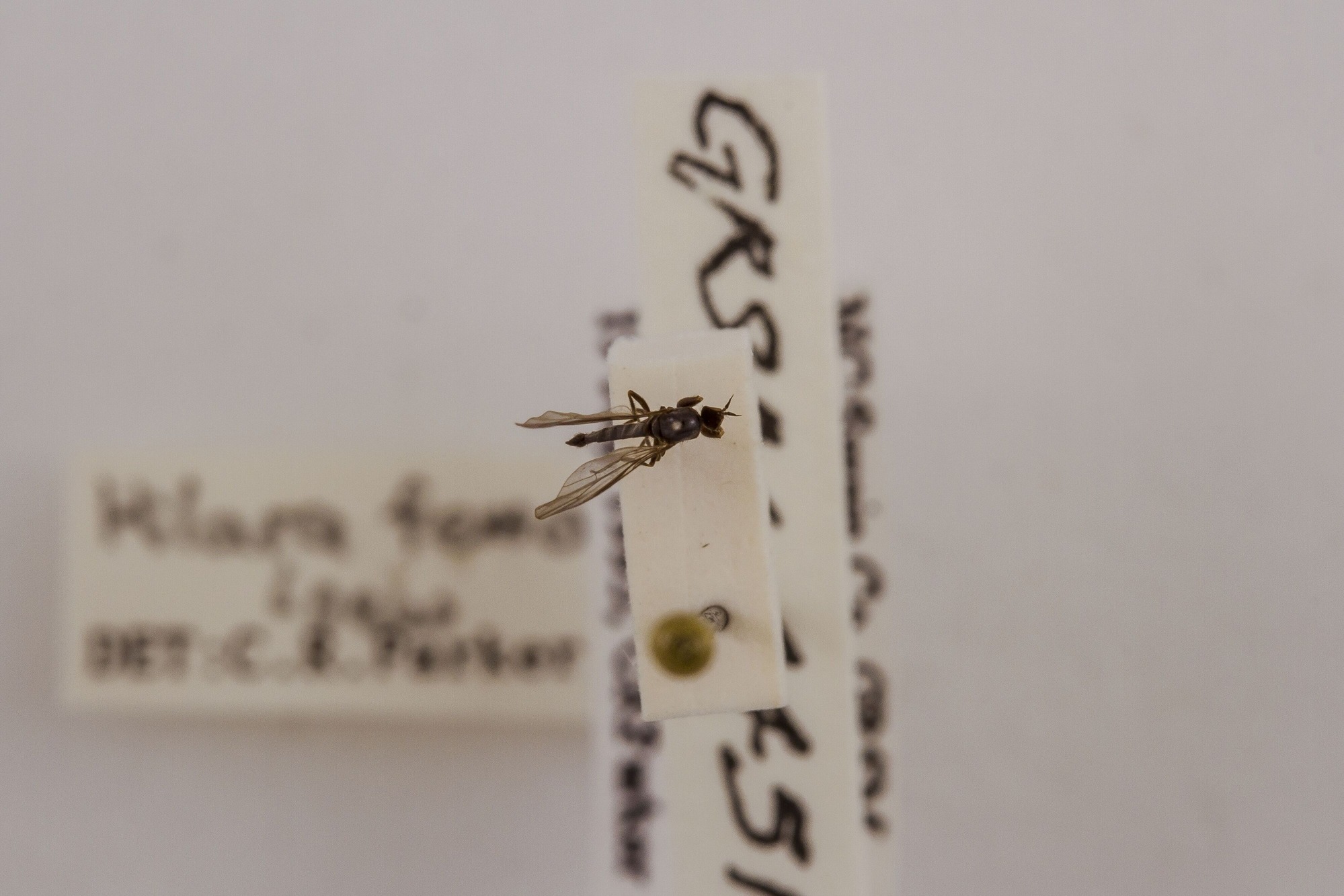 Image of Hilara femorata, a species of Animalia