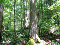 GRSM Accuracy Assessment. Plot Code: GRSM_AA_0748_6