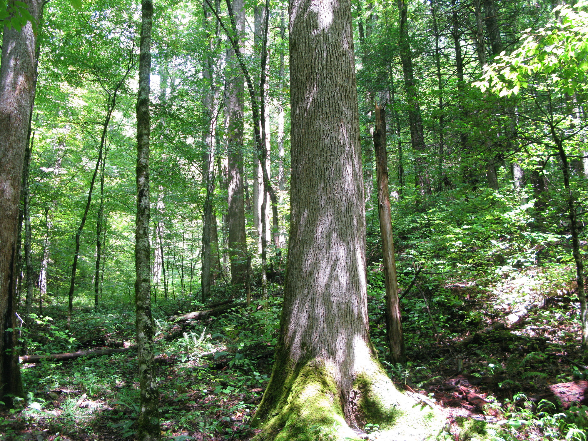 GRSM Accuracy Assessment. Plot Code: GRSM_AA_0748_6