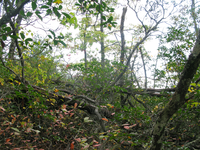 GRSM Accuracy Assessment. Plot Code: GRSM_AA_0189_4