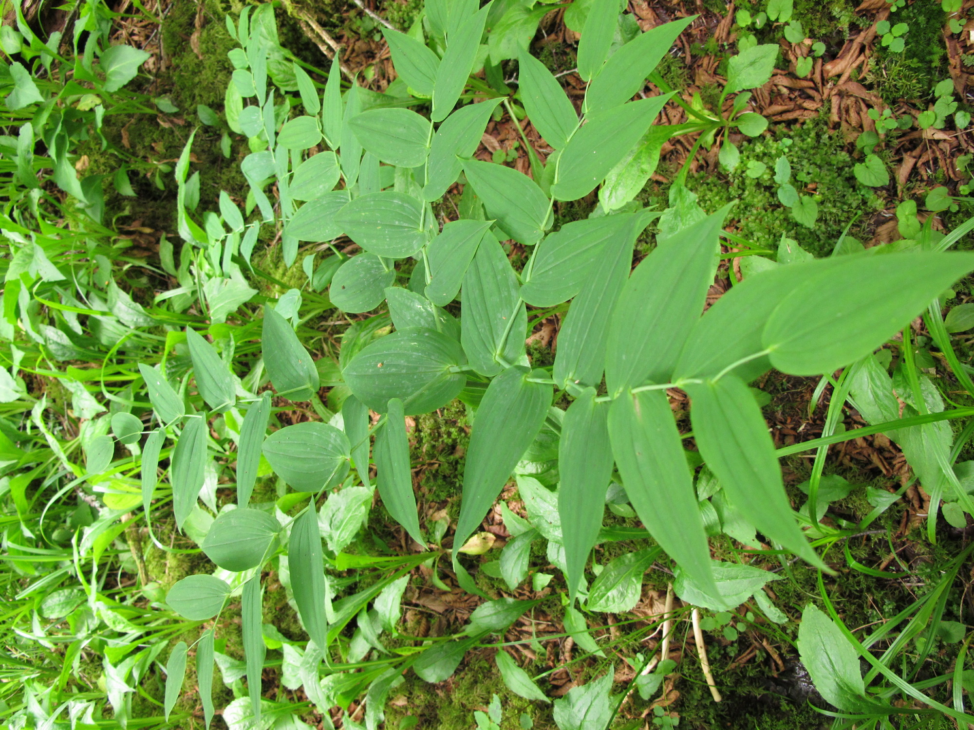 Image of Streptopus amplexifolius var. amplexifolius, a species of Vascular Plant