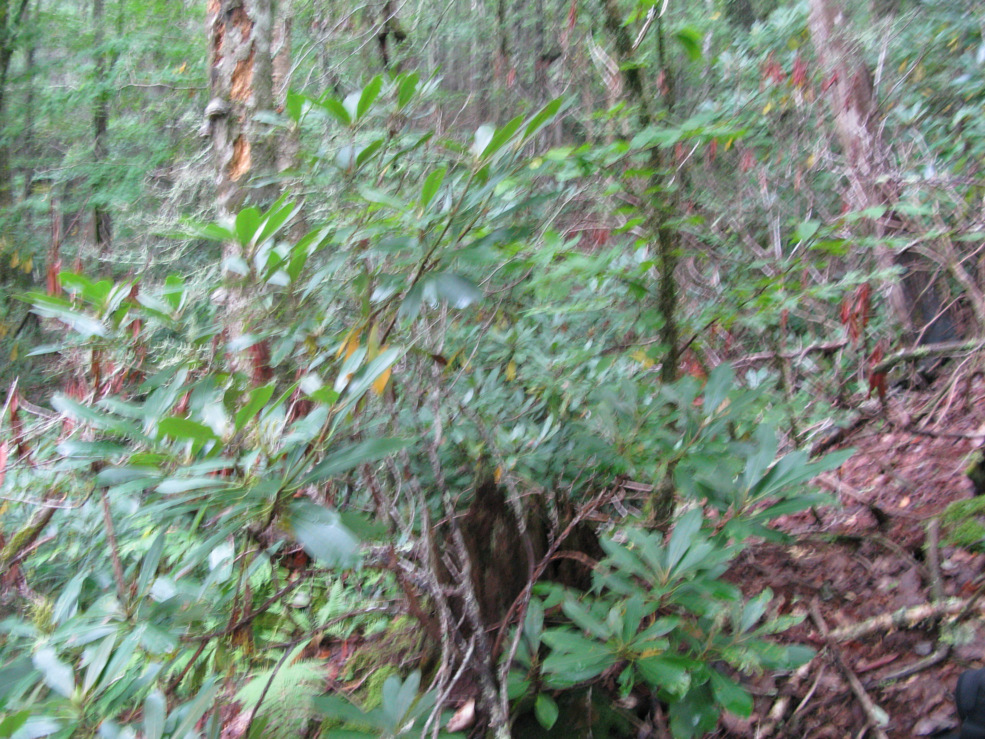 GRSM Accuracy Assessment. Plot Code: GRSM_AA_0117_3