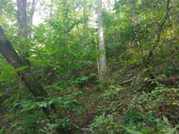 GRSM Accuracy Assessment. Plot Code: GRSM_AA_0828_2