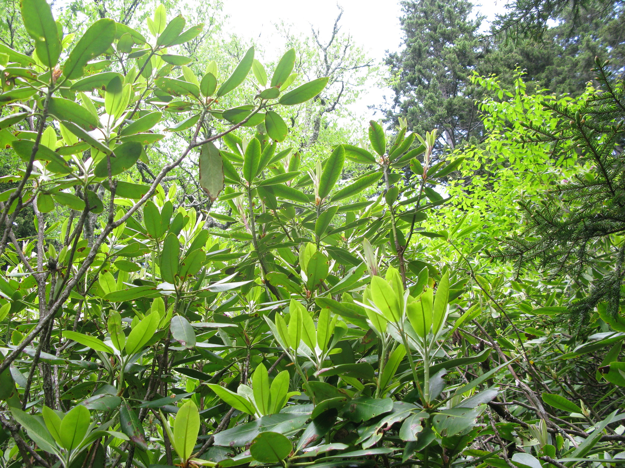 GRSM Accuracy Assessment. Plot Code: GRSM_AA_0546_2