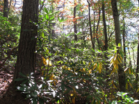 GRSM Accuracy Assessment. Plot Code: GRSM_AA_0330_6