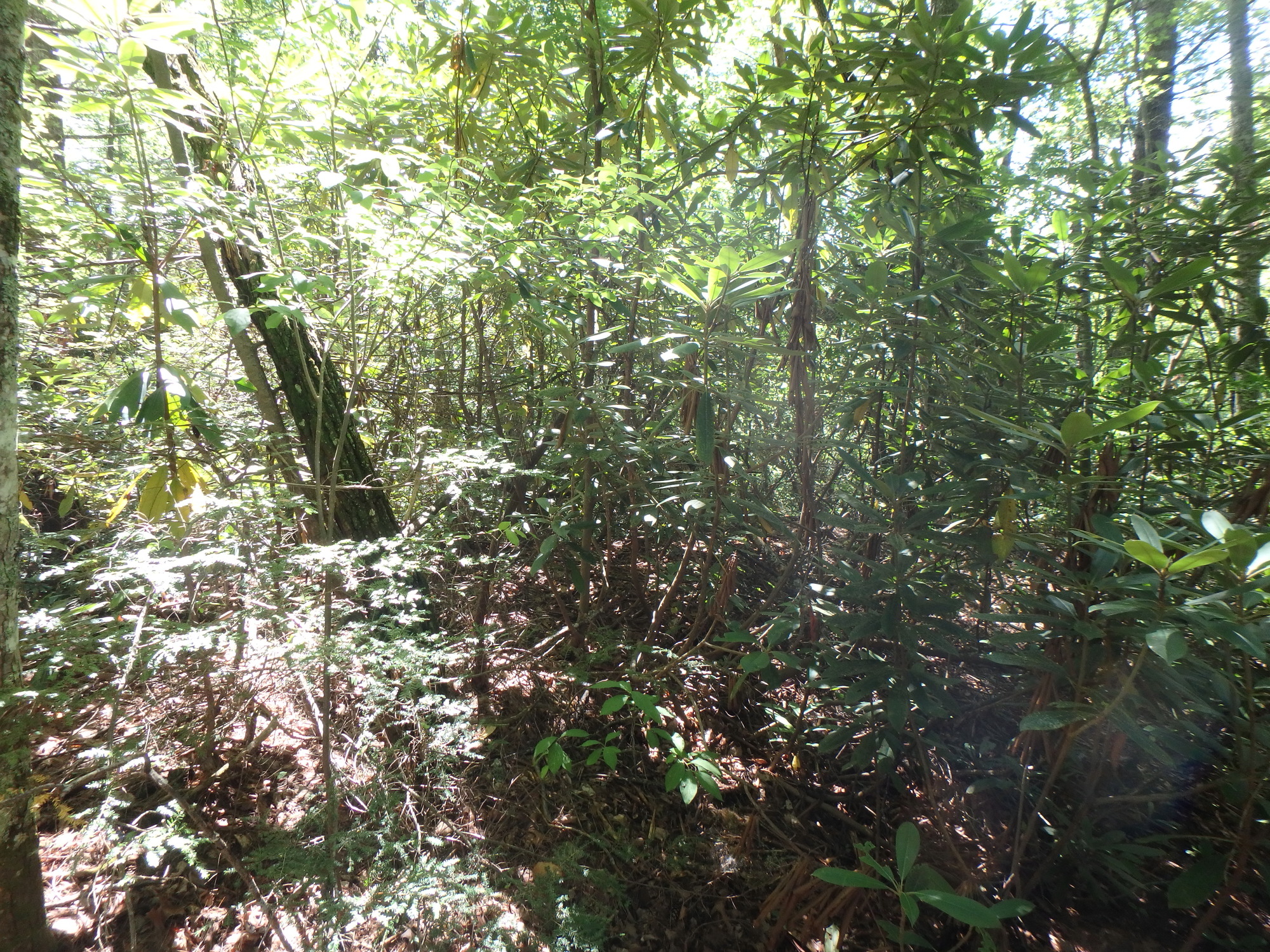 GRSM Accuracy Assessment. Plot Code: GRSM_AA_0091_4