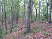 GRSM Accuracy Assessment. Plot Code: GRSM_AA_0232_6