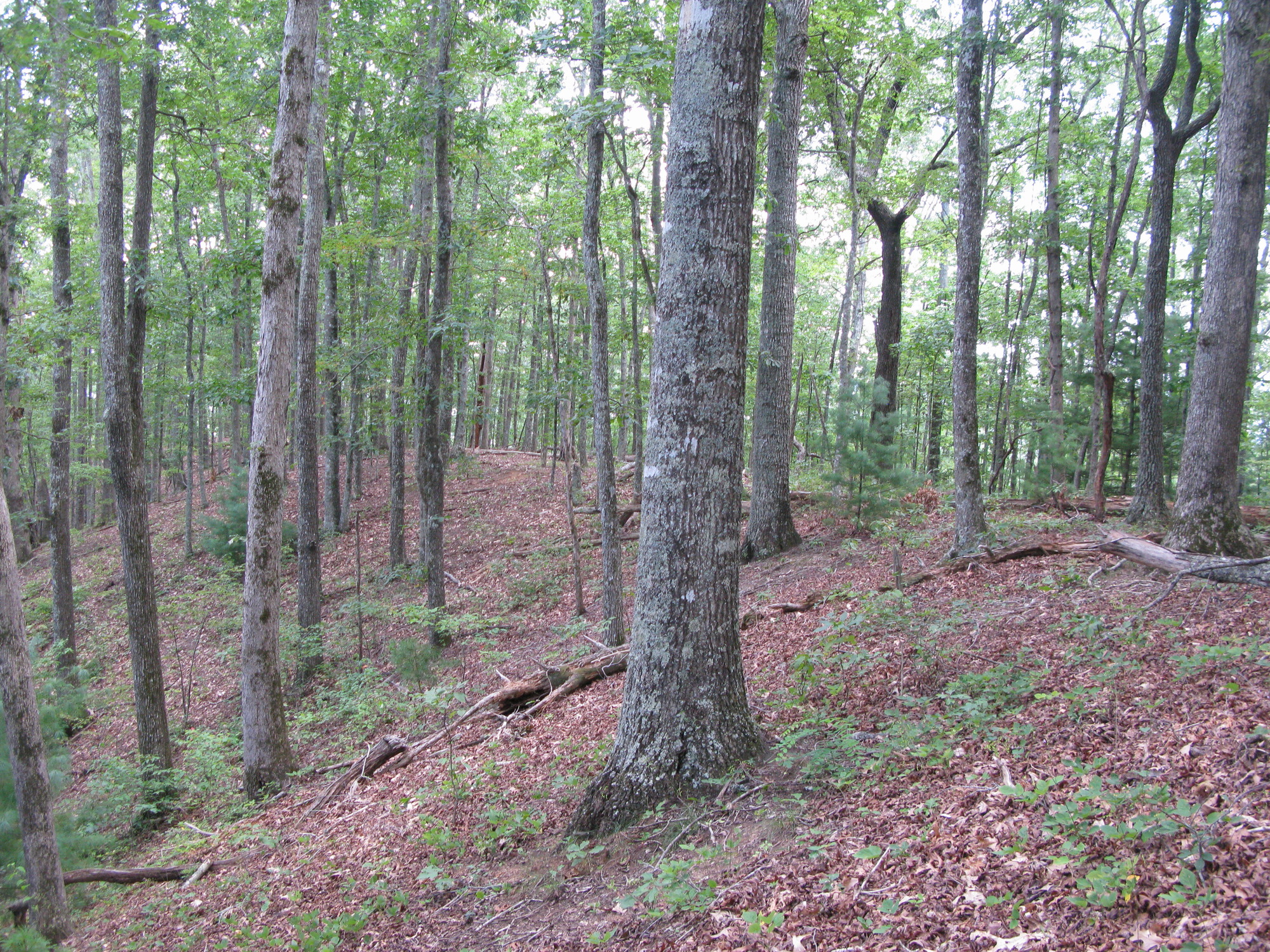 GRSM Accuracy Assessment. Plot Code: GRSM_AA_0232_6