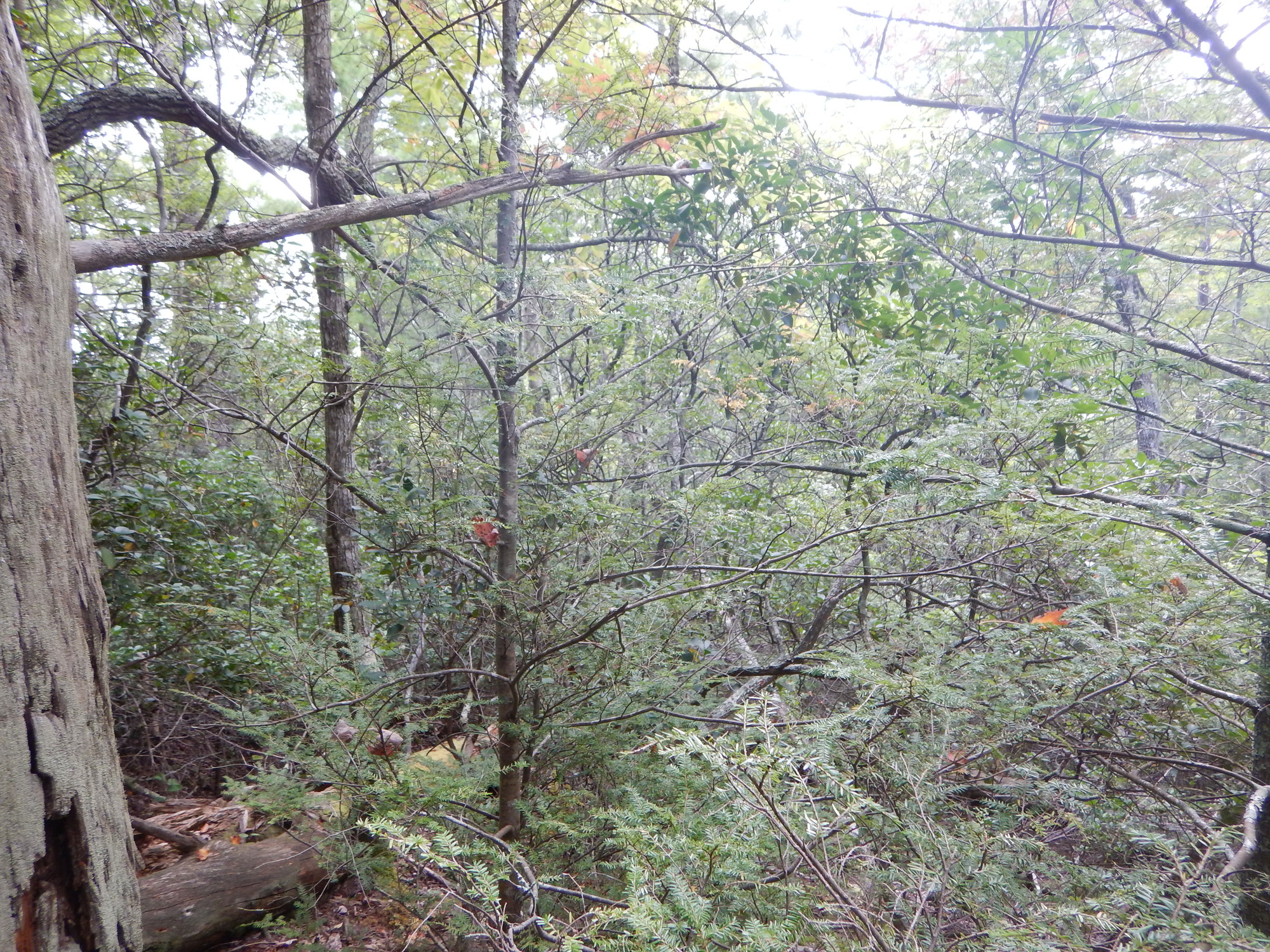 GRSM Accuracy Assessment. Plot Code: GRSM_AA_0518_3